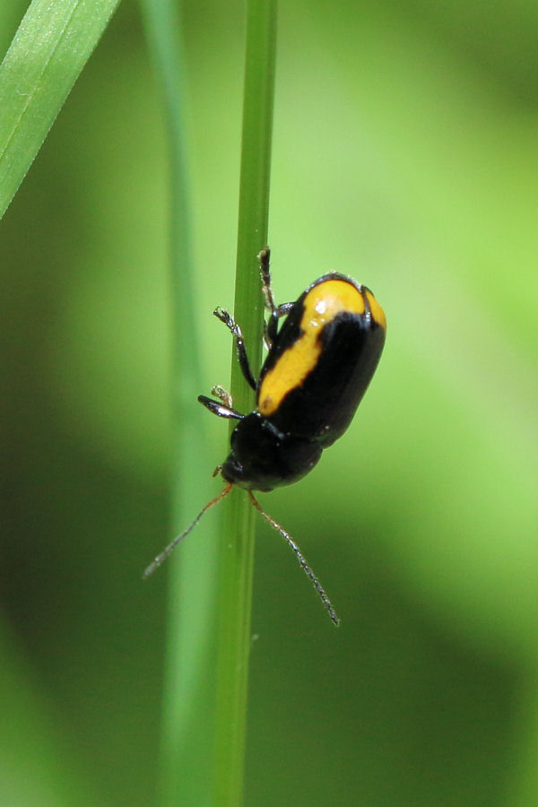 Chrysomelidae: Cryptocephalus stragula? s.